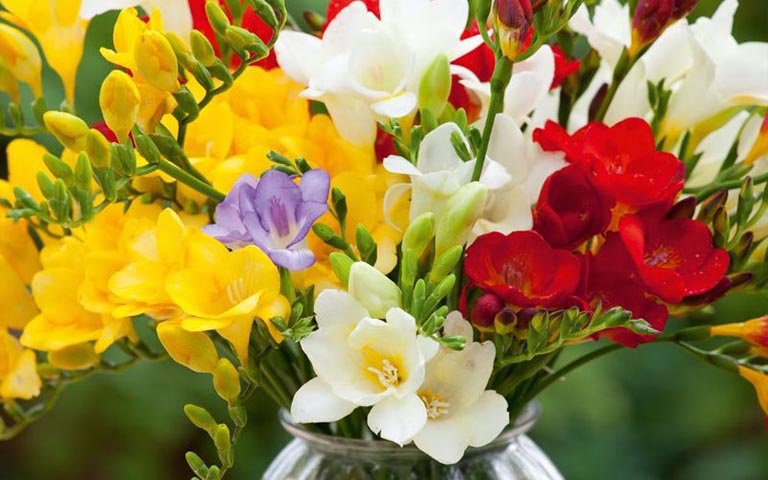 Hoa Freesia (Lan Nam Phi)