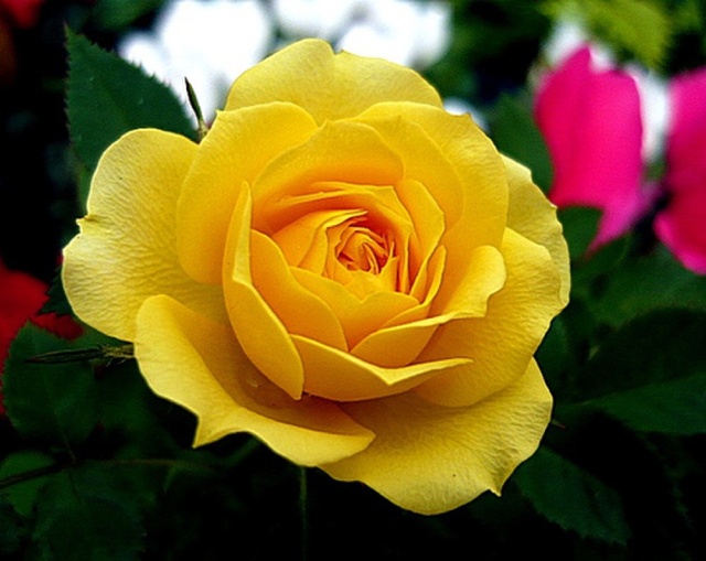 Hoa hồng vàng mừng sinh nhật