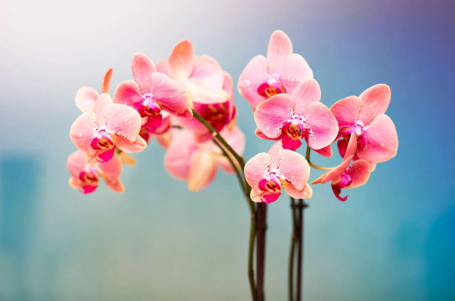 Hoa lan là loài hoa mang biểu tượng may mắn, phát tài phát lộc nên rất phù hợp làm hoa chúc mừng khai trương