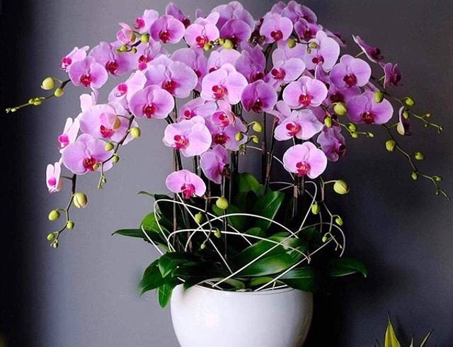 Hoa lan là một trong những loài hoa được ưa chuộng sử dụng làm quà chúc mừng sinh nhật