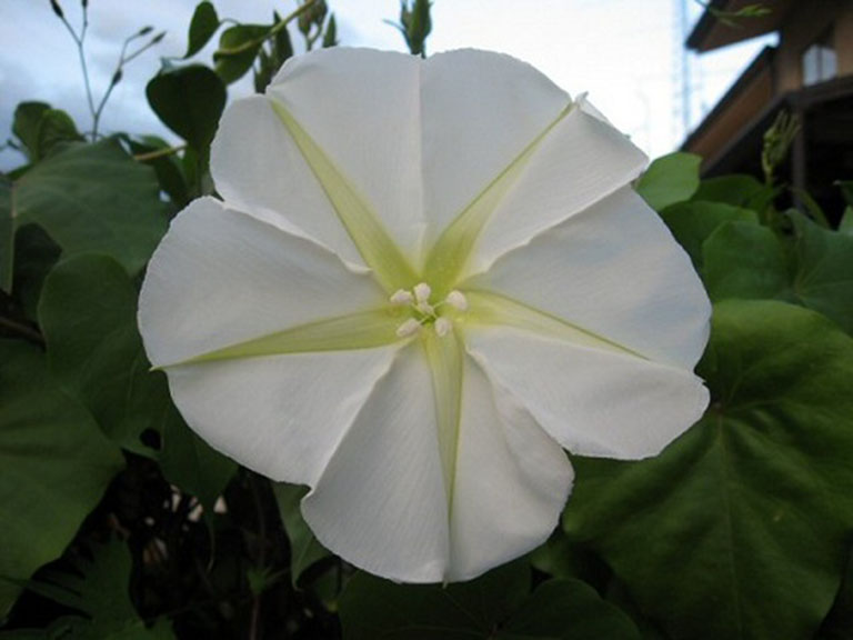 Hoa mặt trăng (Moon Flower)