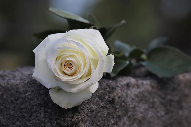 Loại hoa trắng đám tang