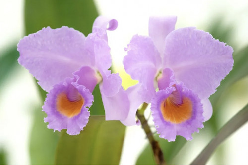 Phong Lan Cattleya