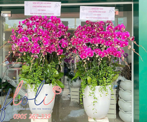 Tặng Lan Hồ Điệp tặng chúc mừng sinh nhật sếp, mẫu lan hồ điệp tặng sinh nhật sếp