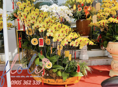 Mỗi Chậu Lan Hồ Điệp Chơi Tết là một lời chúc xuân viên mãn gửi đến không gian nhà bạn