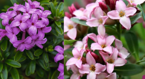 Hoa Thụy Hương nở cuối đông với hương thơm dịu và vẻ đẹp thanh nhã