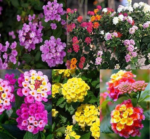 Cây hoa Trâm Ổi nở quanh năm, được trồng làm hàng rào, bồn hoa hoặc chậu cảnh, mang lại không gian tươi mới và gần gũi thiên nhiên