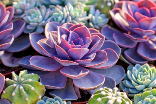 Cây sen đá là biểu tượng của sức sống bền bỉ và vẻ đẹp giản dị, mang đến cảm giác an yên và tươi mới cho không gian sống