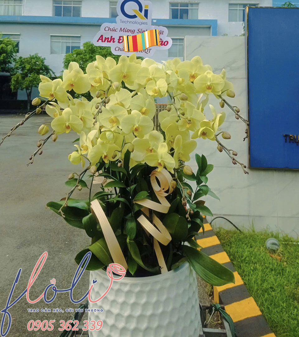 Giao chậu hoa lan hồ điệp đẹp đến khách hàng ở HCM