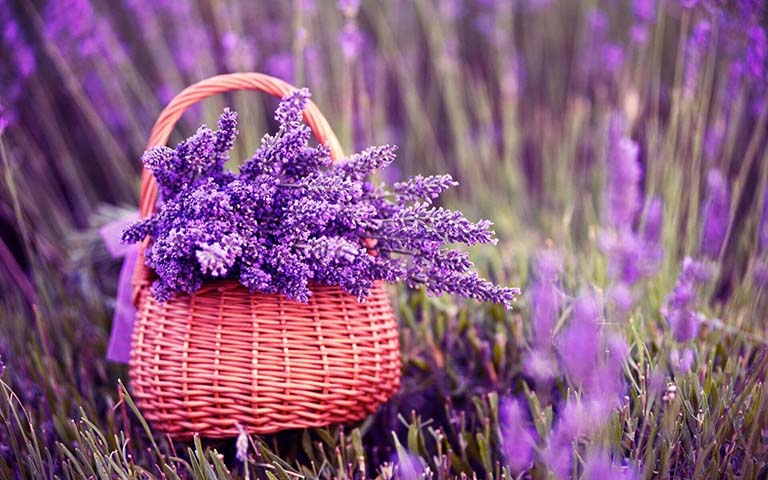 hoa oai huong lavender 1