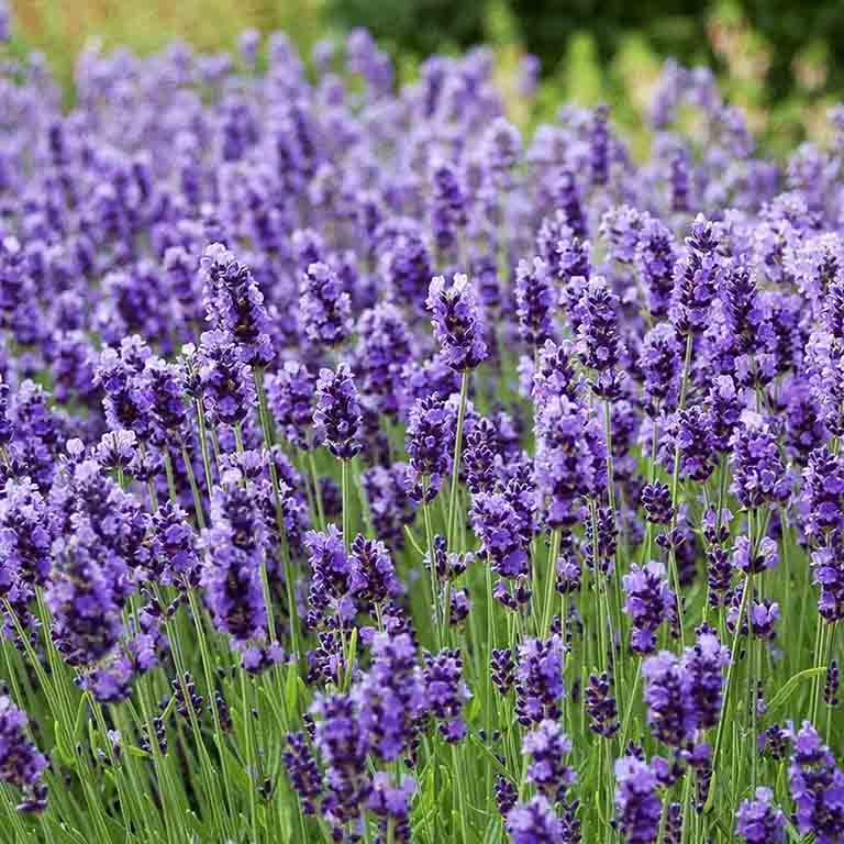 hoa oai huong lavender 4