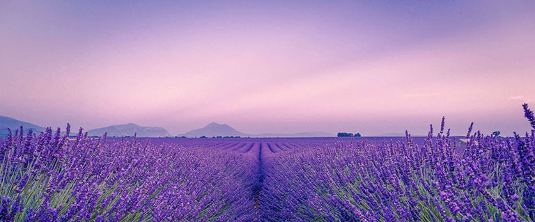 hoa oai huong lavender 5