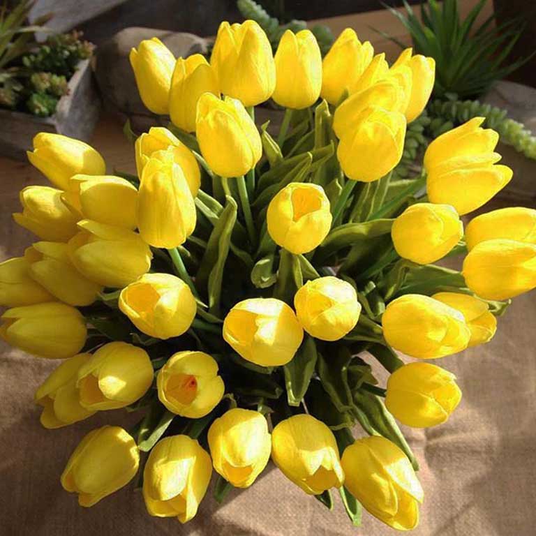 hoa tulip 2
