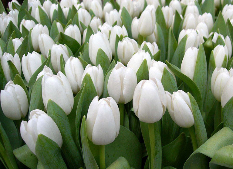 hoa tulip 5