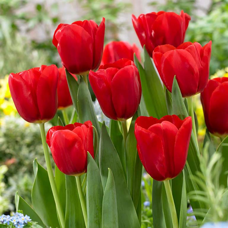 hoa tulip 6