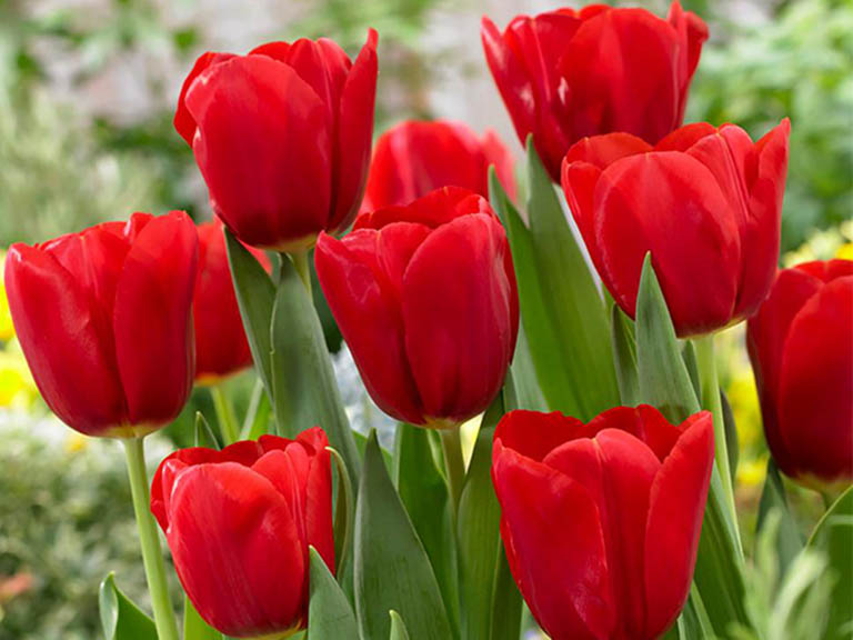 hoa tulip do bieu tuong cua tinh yeu nong chay 1 1