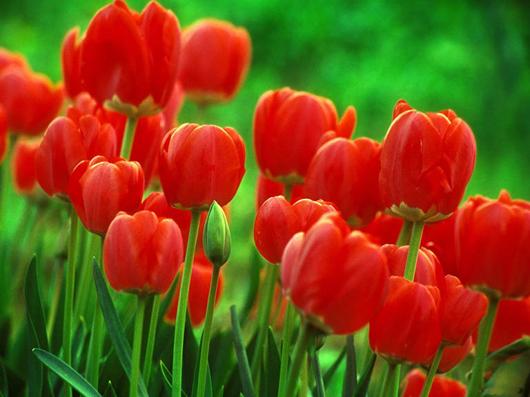 hoa tulip do bieu tuong cua tinh yeu nong chay 2