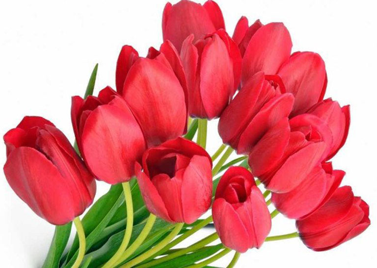 hoa tulip do bieu tuong cua tinh yeu nong chay 3