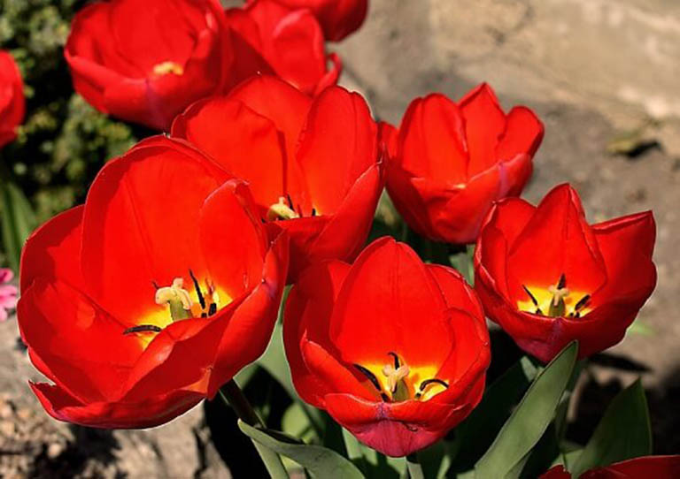 hoa tulip do bieu tuong cua tinh yeu nong chay 9