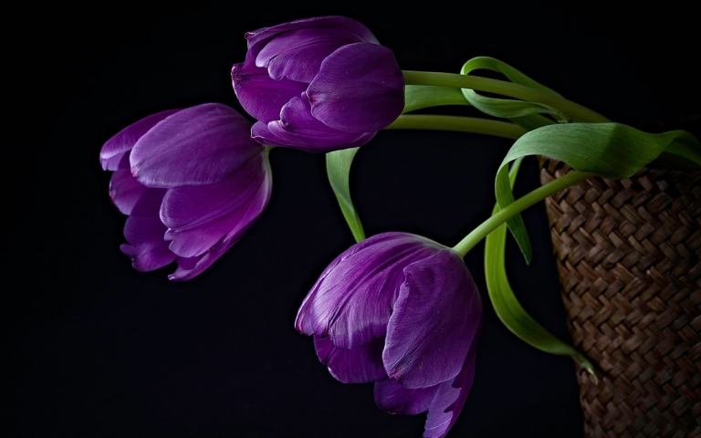 hoa tulip tim 3