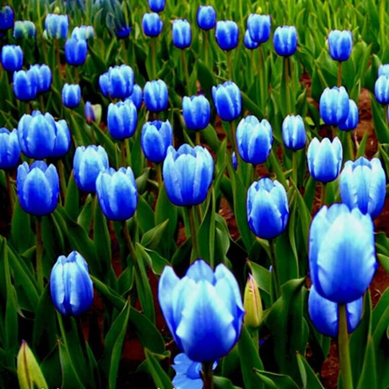 hoa tulip xanh 5
