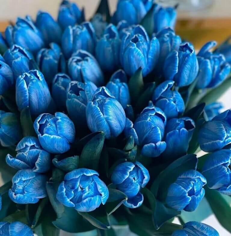 hoa tulip xanh 6
