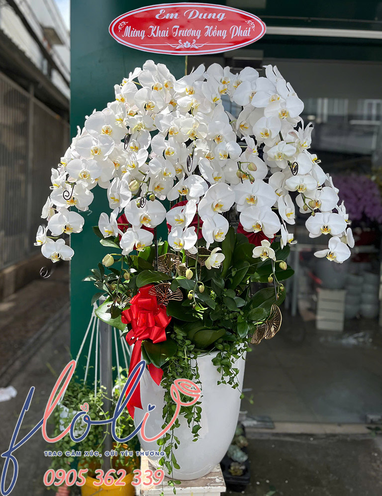 Chau lan ho diep mau trang chuc mung khai truong 2a