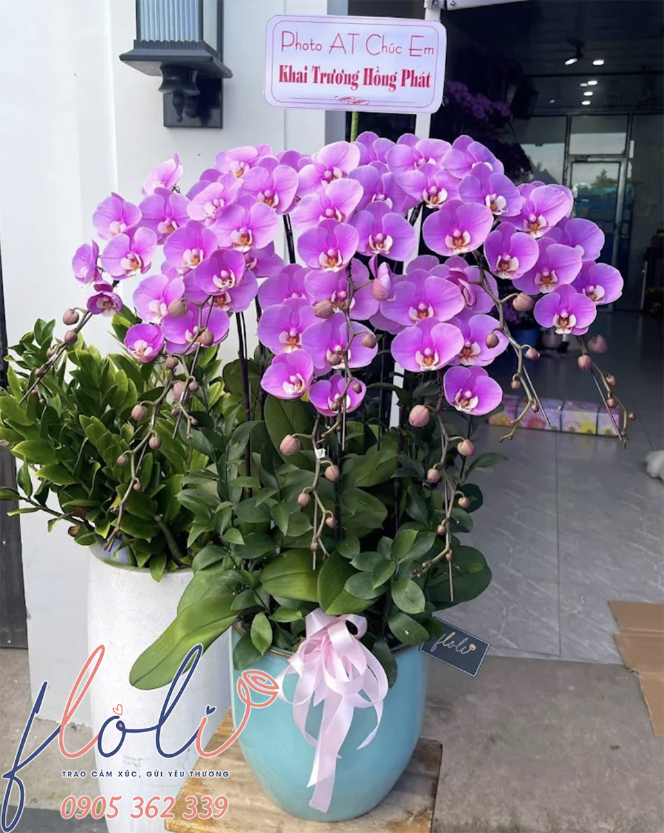 lan ho diep tang chuc mung khai truong hong phat