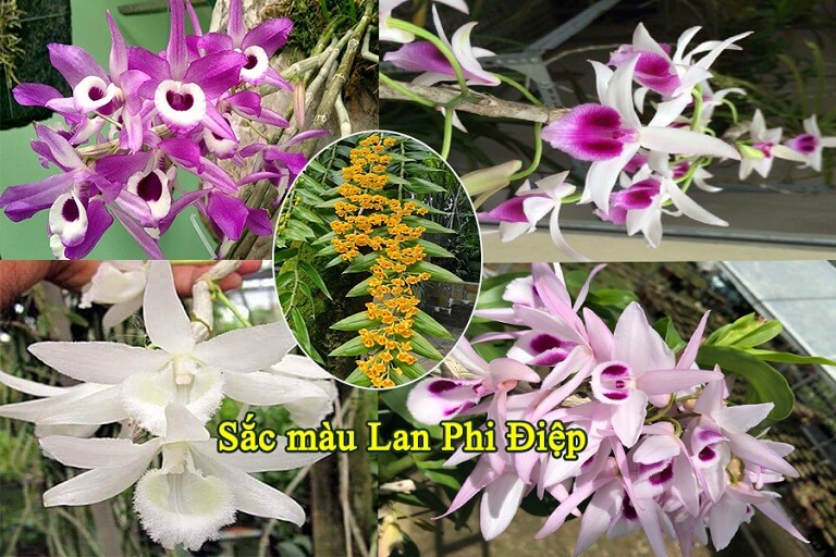 lan phi diep 05