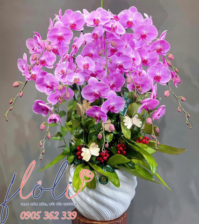 quà tặng khai trương công ty với chậu Lan hồ điệp