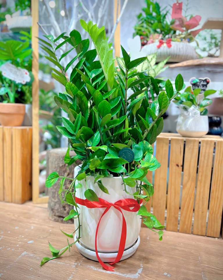 quà tặng khai trương công ty với chậu cây phong thủy