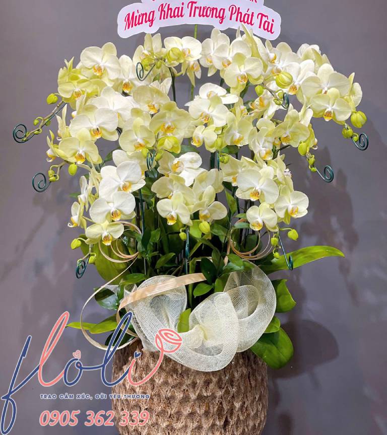 quà tặng khai trương quán ăn sang trọng với chậu Lan Hồ Điệp