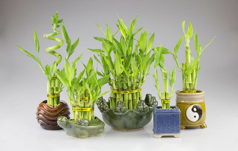 Chậu cây phát lộc là món quà tặng khai trương quán ăn ý nghĩa