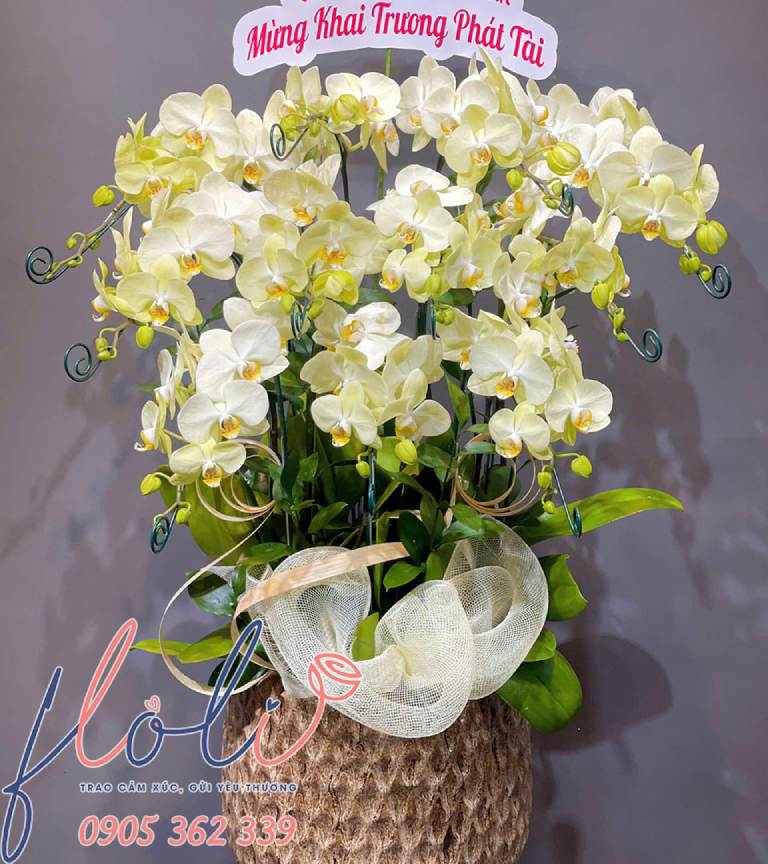 chậu Lan Hồ Điệp quà tặng khai trương shop quần áo sang trọng