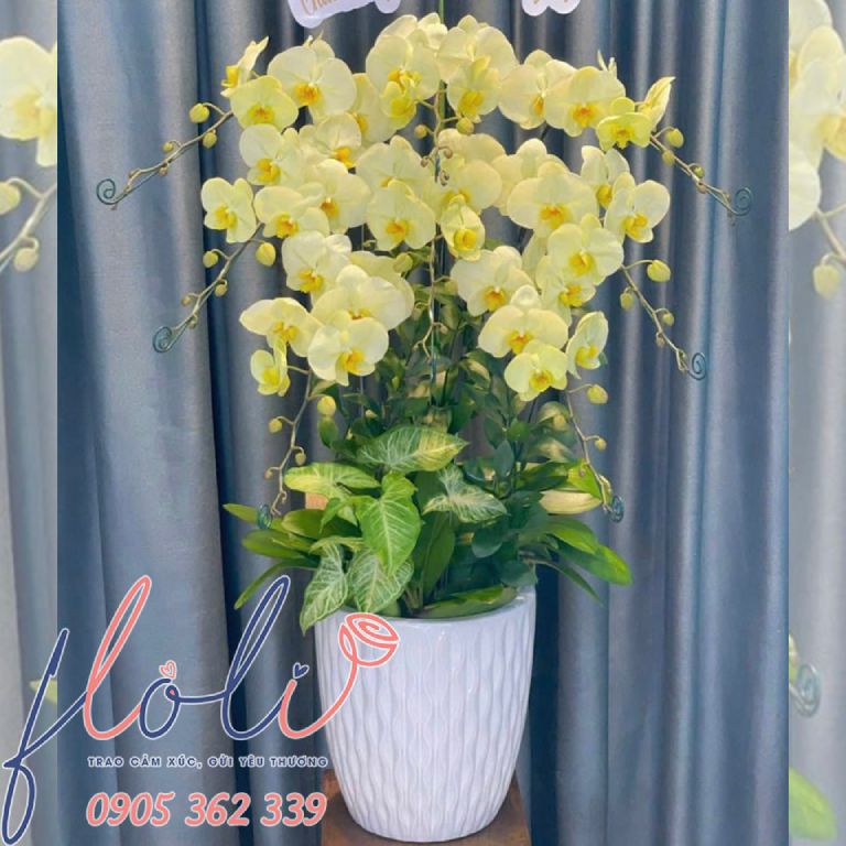 chậu lan hồ điệp làm quà tặng sinh nhật bạn trai