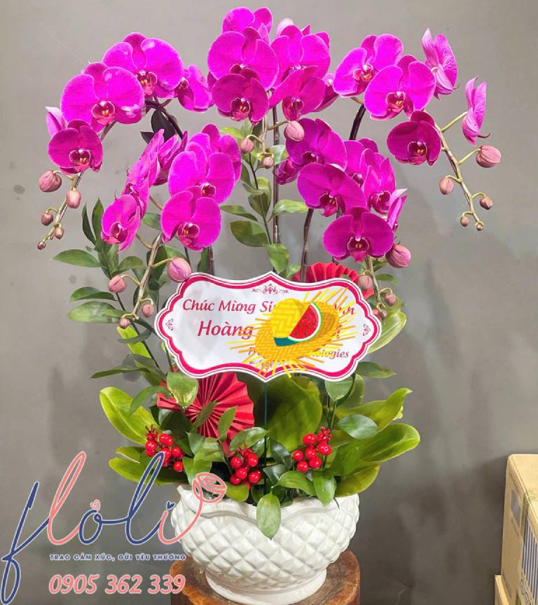 chậu lan hồ điệp là món quà sinh nhật cho chồng sang trọng