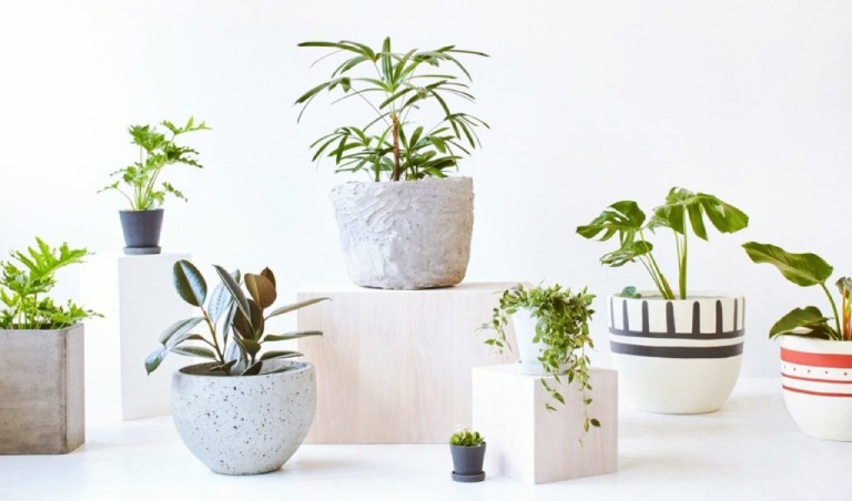 Cây cảnh nhỏ để bàn tươi xanh làm quà tặng chia tay đồng nghiệp ý nghĩa