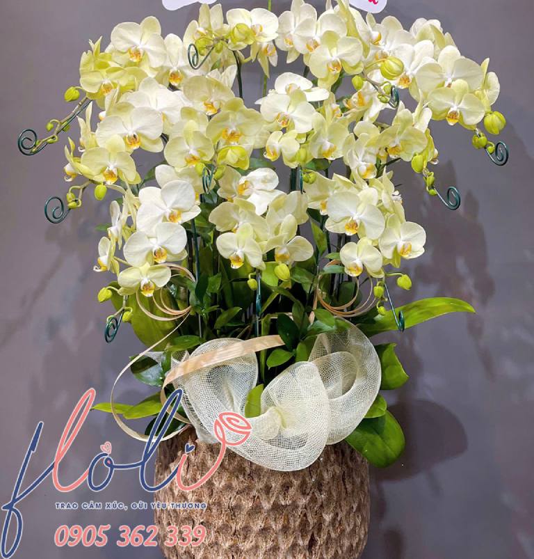 quà tặng vợ sau sinh ý nghĩa với chậu lan hồ điệp
