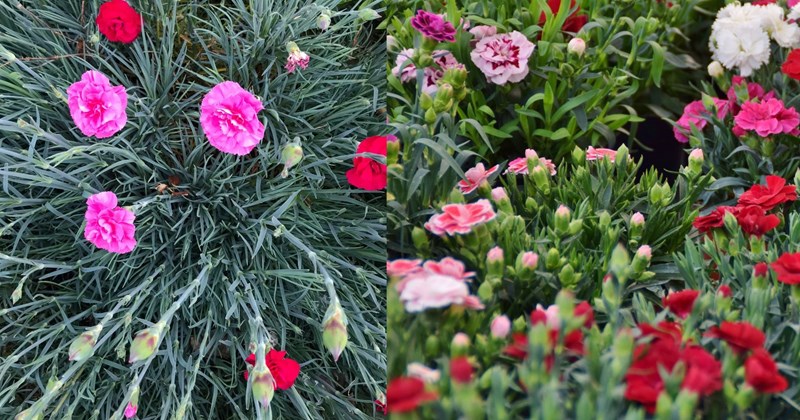 các giống hoa Phăng