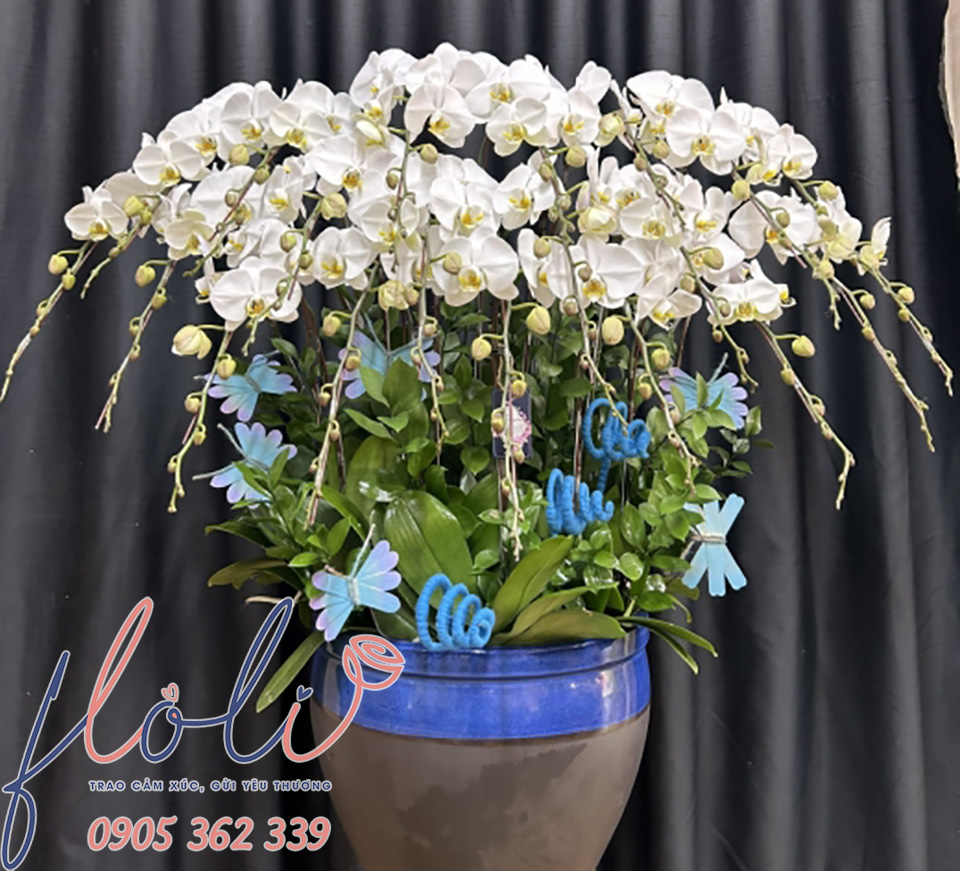 chậu Lan Hồ Điệp cúng chùa màu trắng