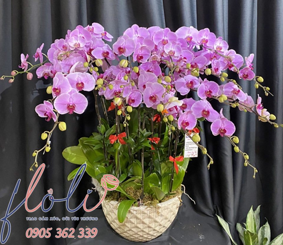 Chậu Lan Hồ Điệp cúng chùa màu hồng