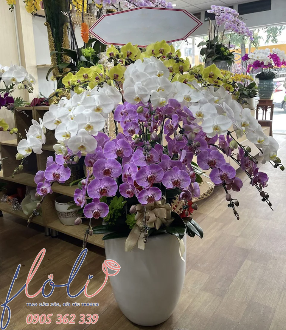 Chậu Lan Hồ Điệp cúng chùa đẹp