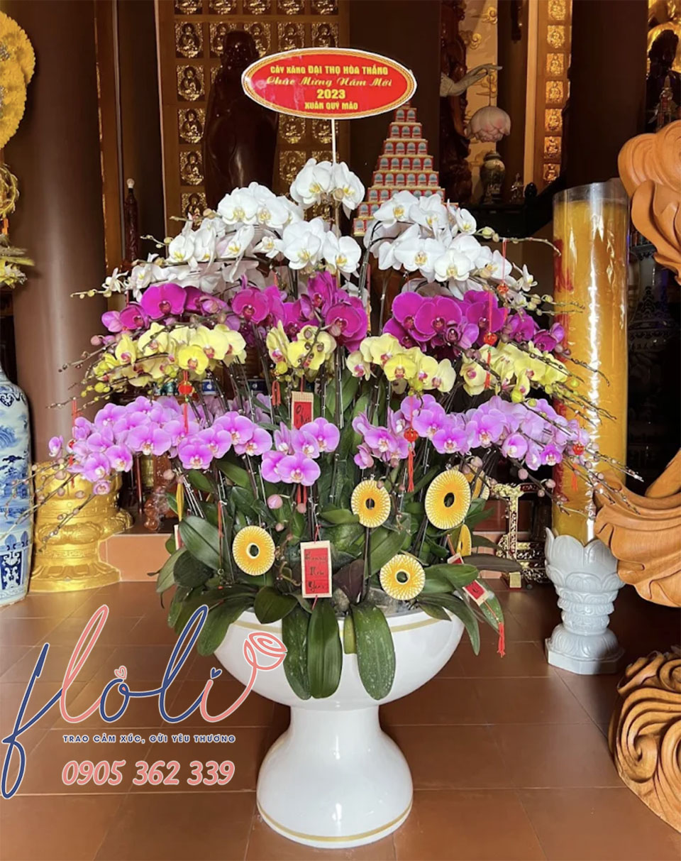 Chậu Lan Hồ Điệp cúng chùa