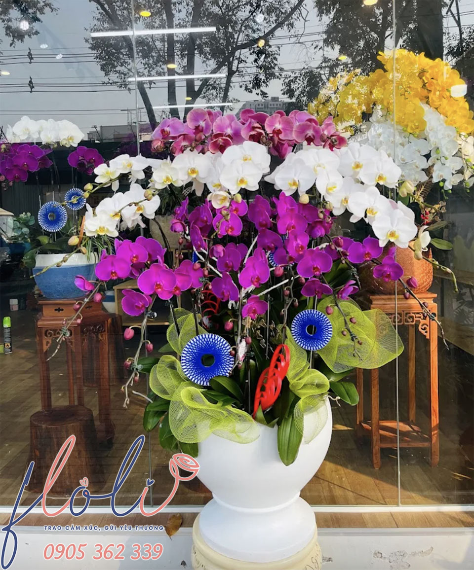 địa chỉ mua chậu Lan Hồ Điệp cúng chùa giá rẻ