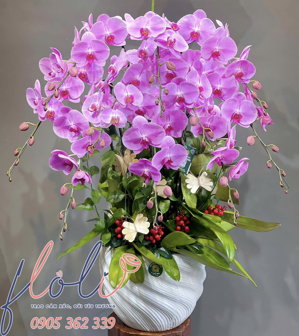 hoa lan hồ điệp là một trong các loài hoa tượng trưng cho tình yêu vĩnh cửu