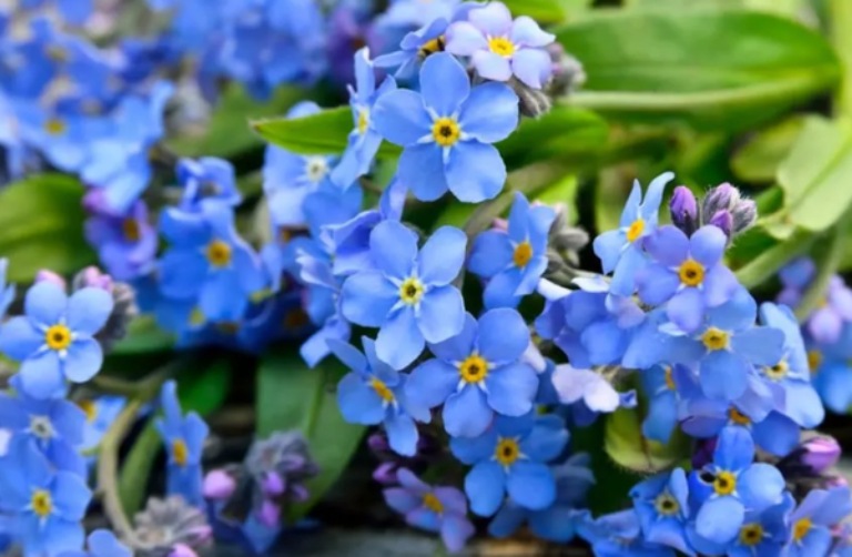 hoa lưu ly tượng trưng cho tình yêu vĩnh cửu