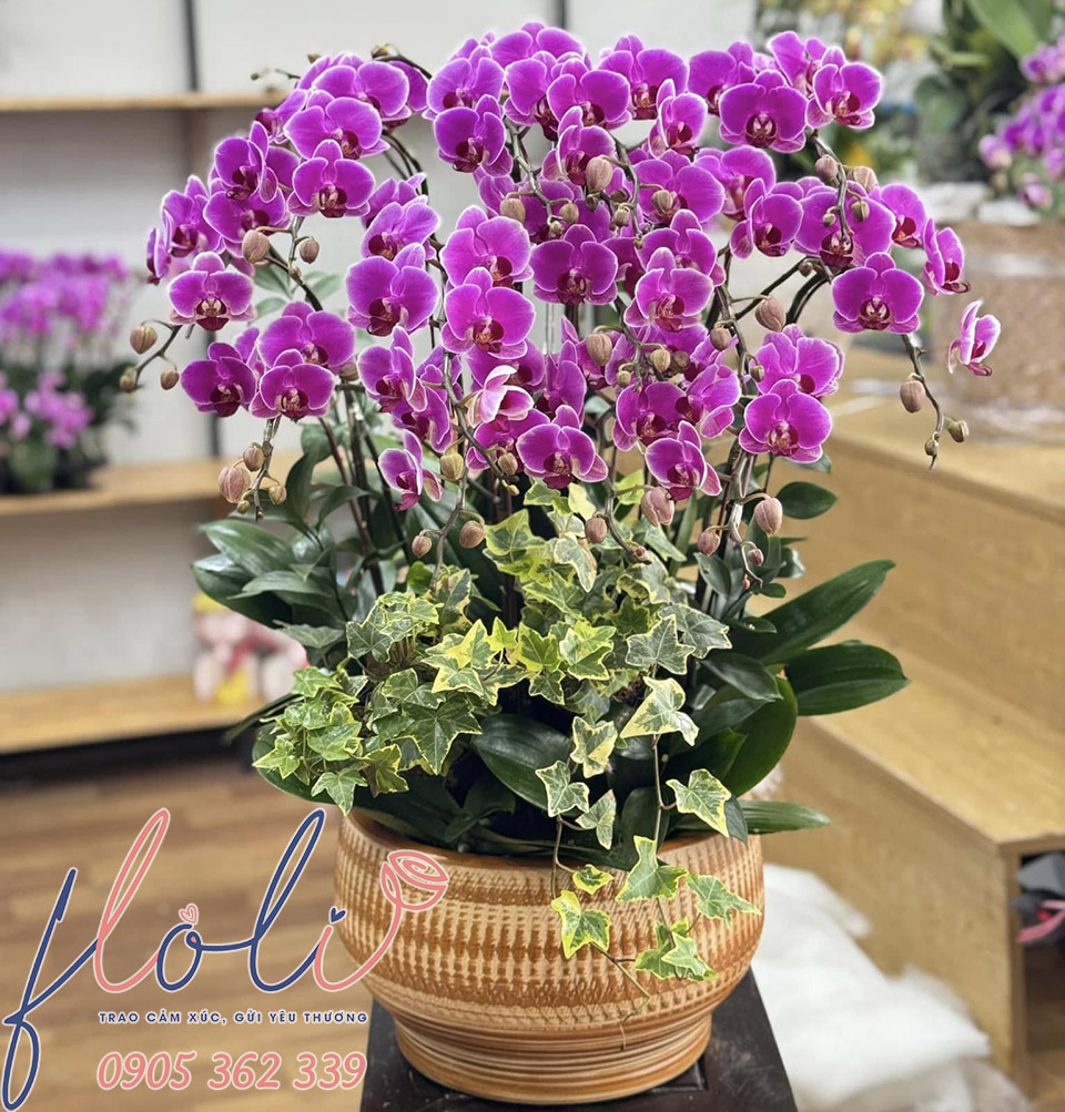 Mẫu chậu hoa lan hồ điệp chúc mừng lễ cất nóc