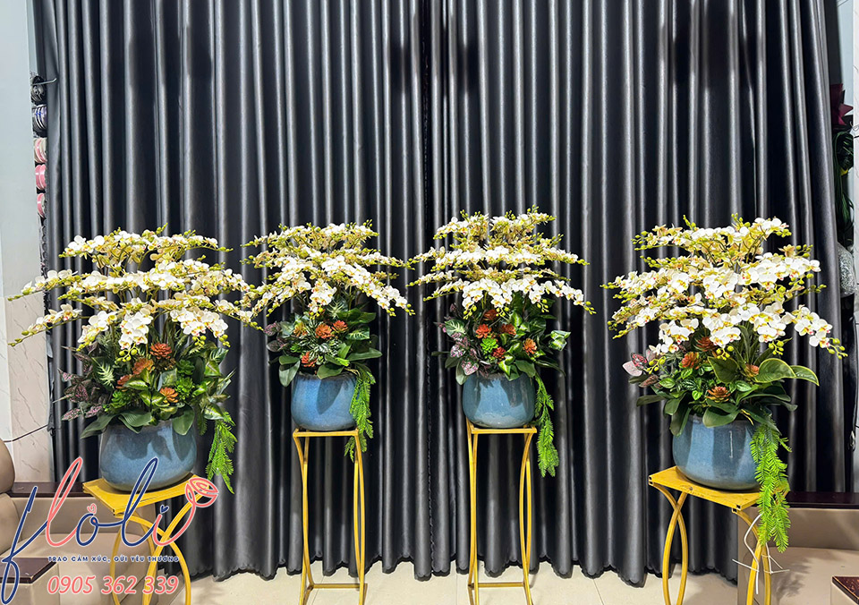 hoa lan gia dep nhu that floli 1a