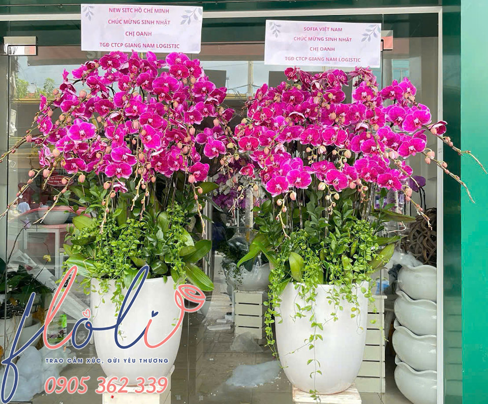 mau hoa lan ho diep tang sinh nhat sep