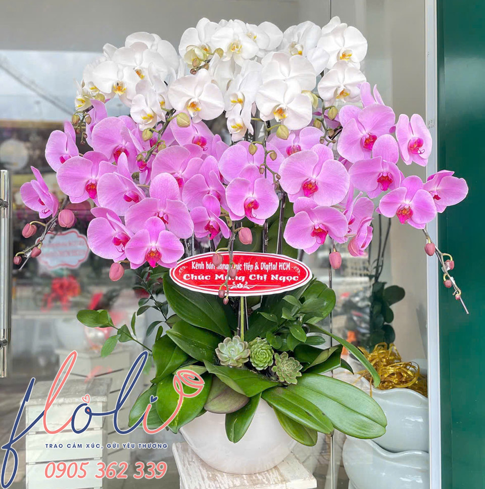 Mau lan ho diep tang sinh nhat sep nu